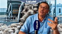 رئيس جمعية حماية المستهلك يكشف الثمن الحقيقي للأغنام المستوردة من أوروبا